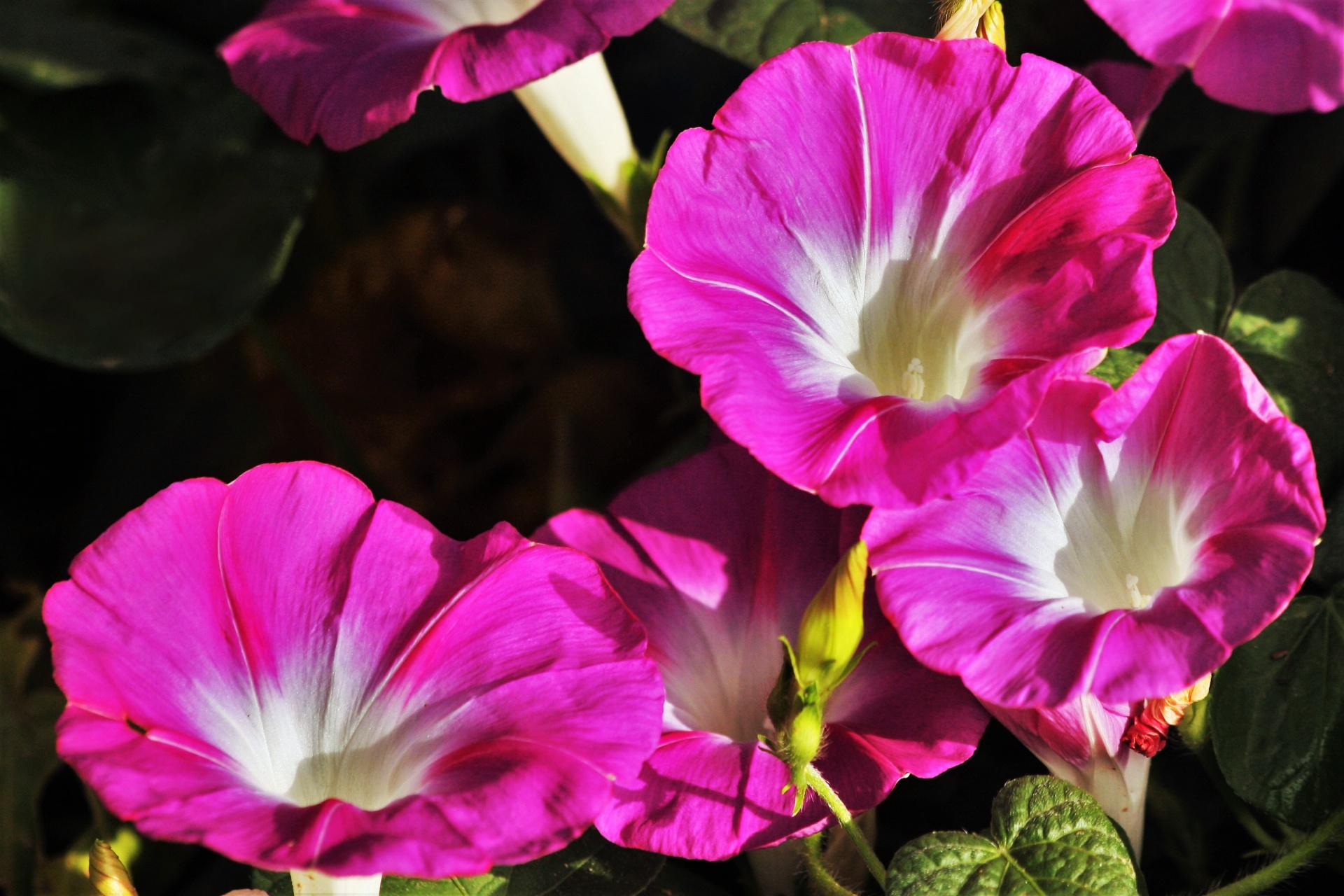 Close-up of a group of purple morning glories as they bloom in the early morning light, on a dark background.