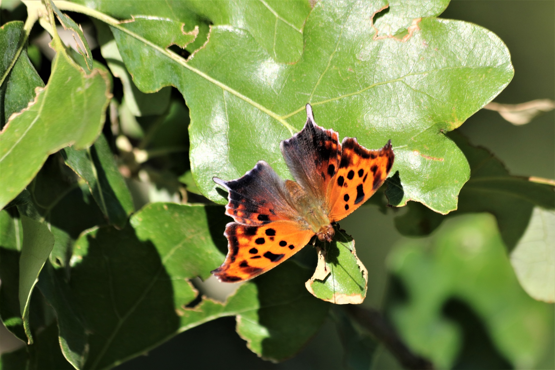 Close-up of a beautiful orange and black question mark butterfly, with wings spread open, siting on a bright green oak leaf with a blurred green background.