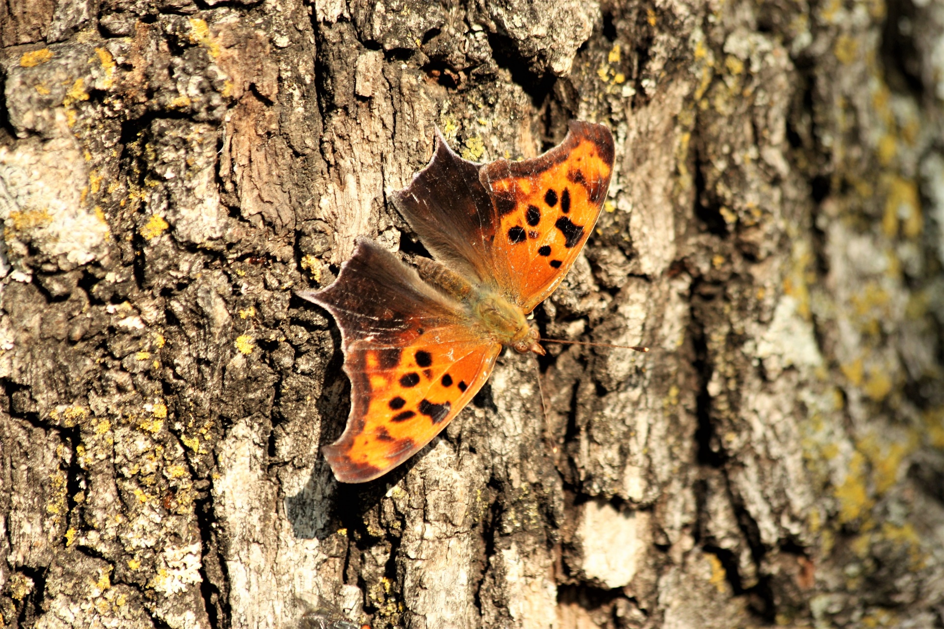 Question Mark Butterfly On Tree