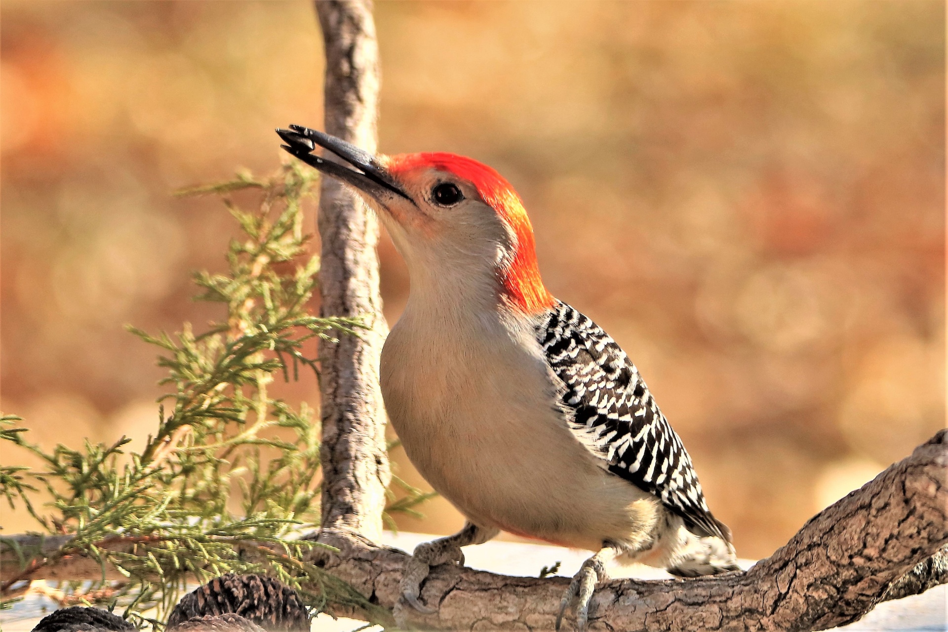 Red-bellied Woodpecker In Fall 2