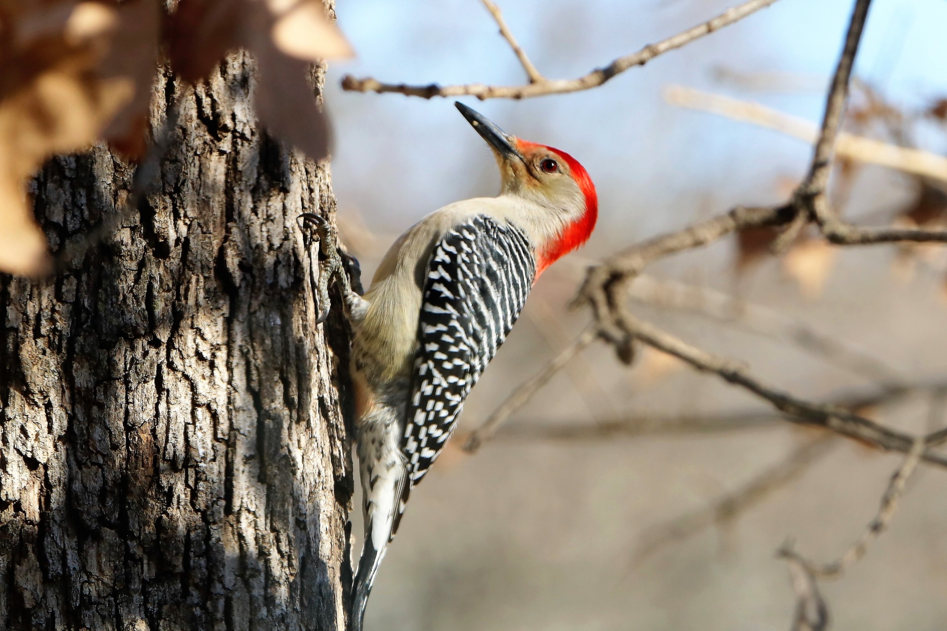 Red-bellied Woodpecker In Fall