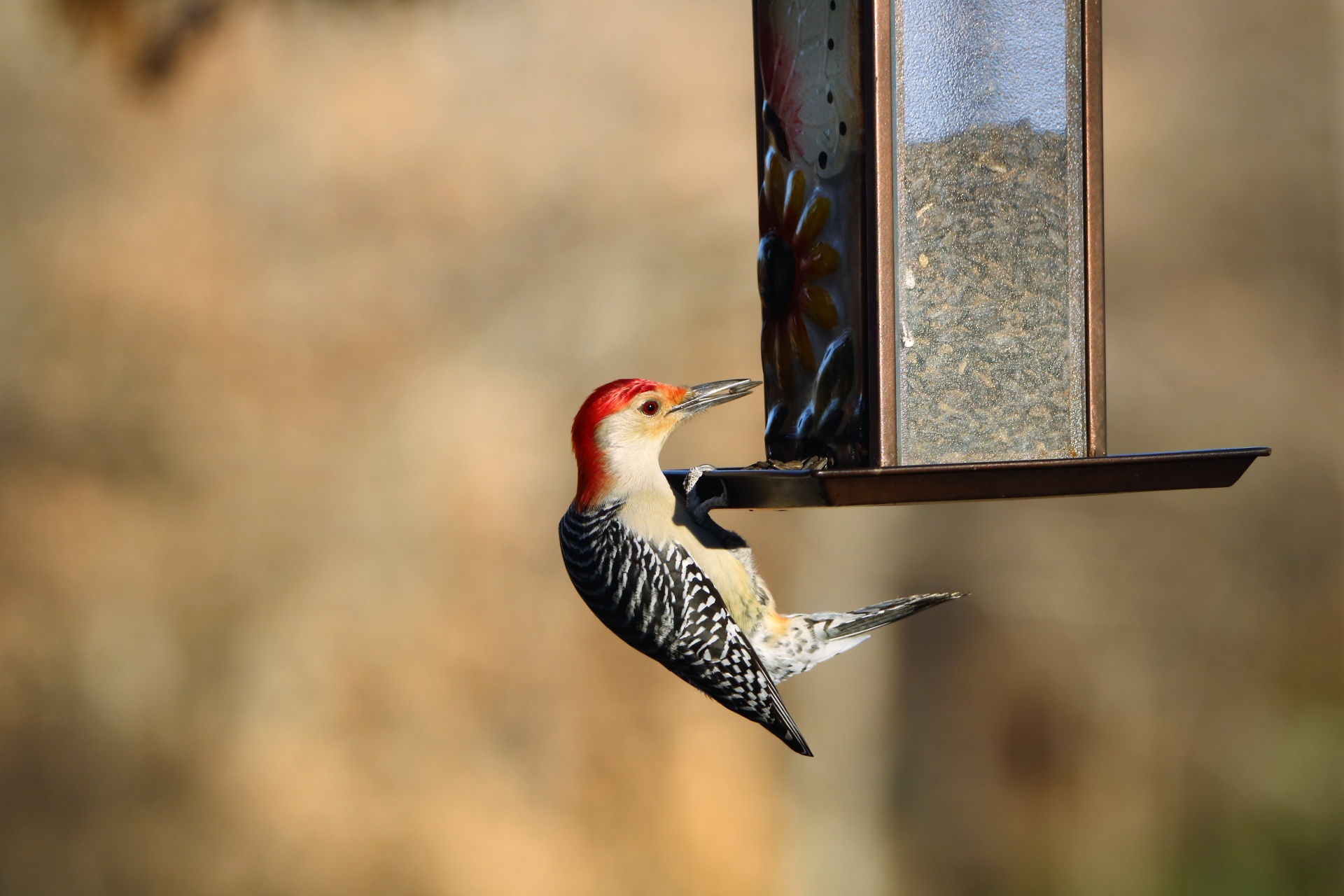 Close-up of a male red-bellied woodpecker as he hangs off the side of a bird feeder with a sunflower seed in his beak.