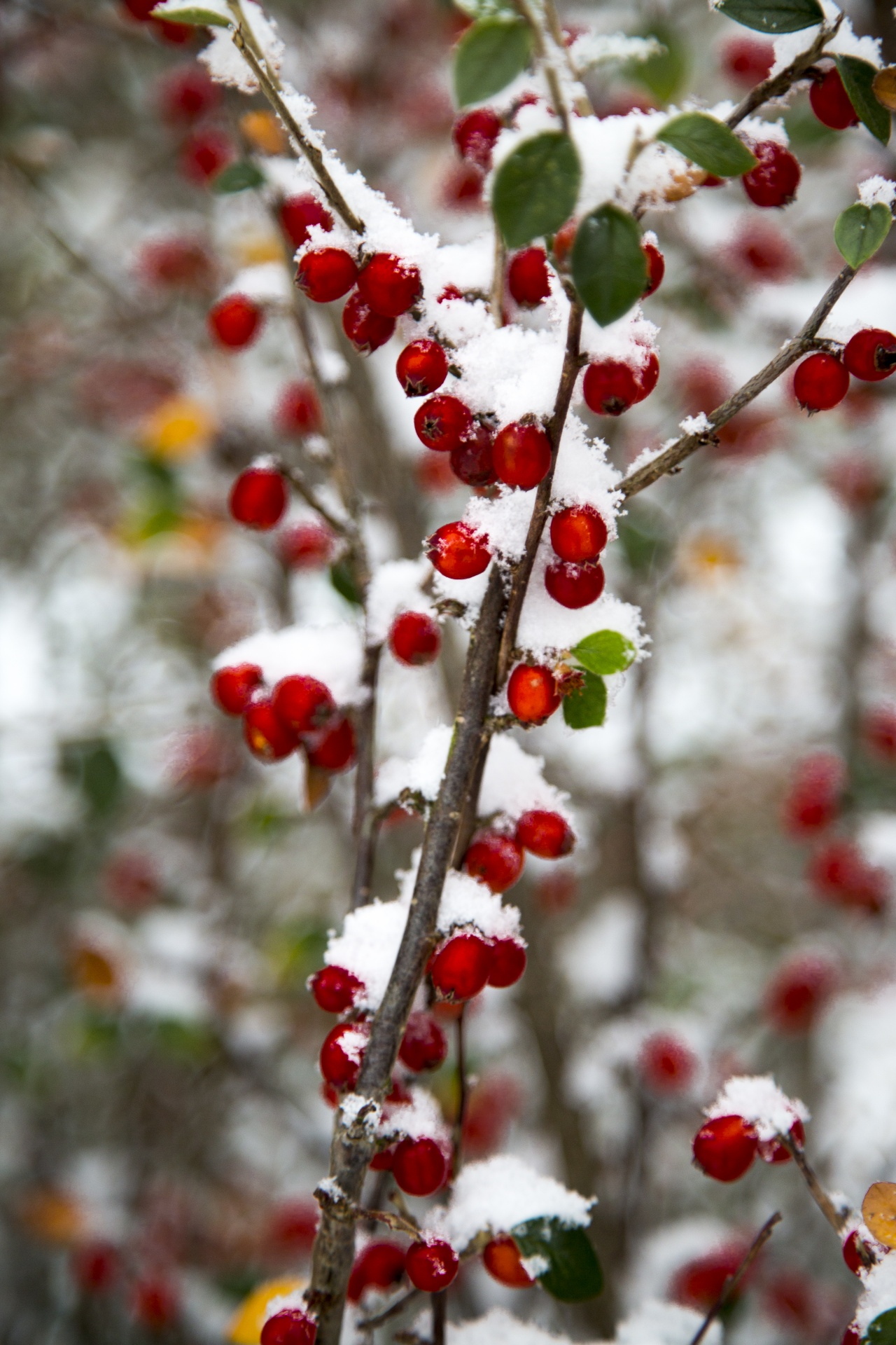 Red Berries Covered in Snow