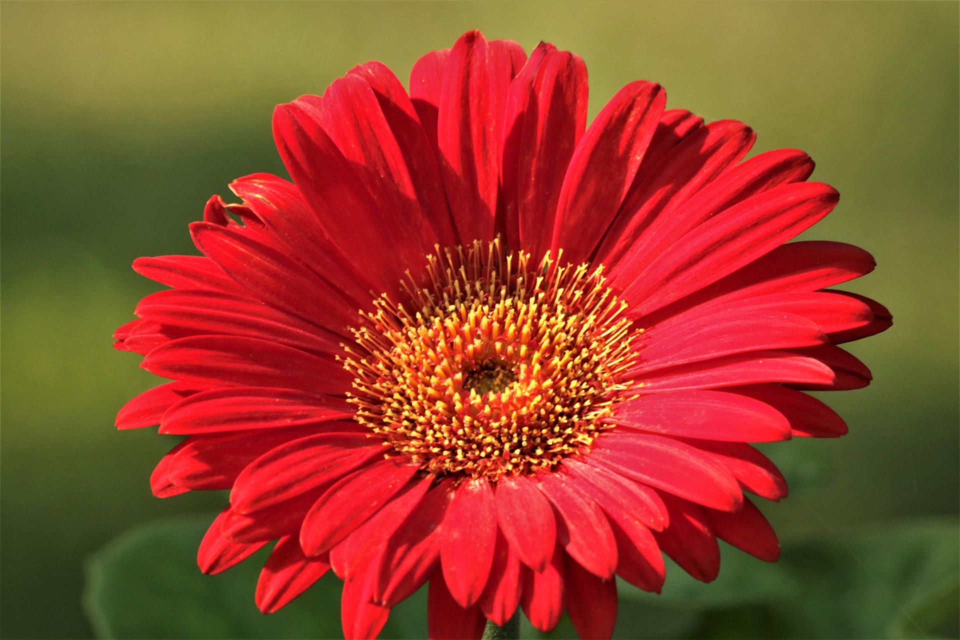 Red Gerber Daisy On Green