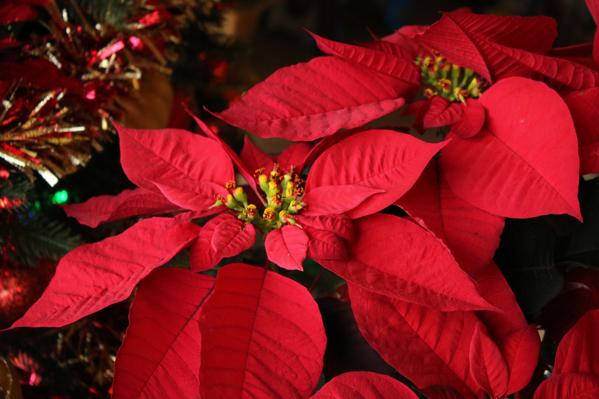 Close-up of a beautiful red poinsettia flower with red and gold tinsel in the background.