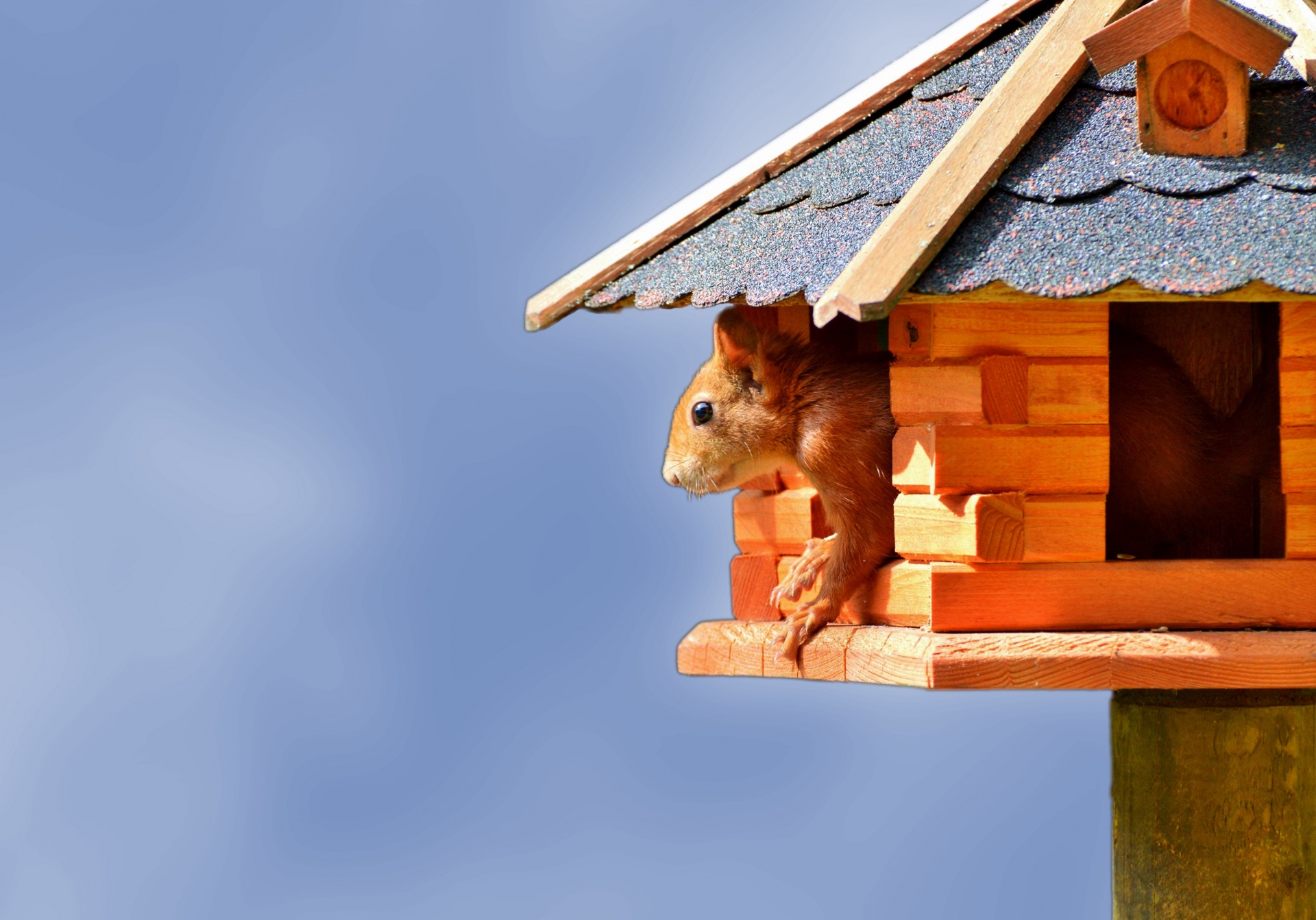 Cute red squirrel in the birdhouse with blue sky background
