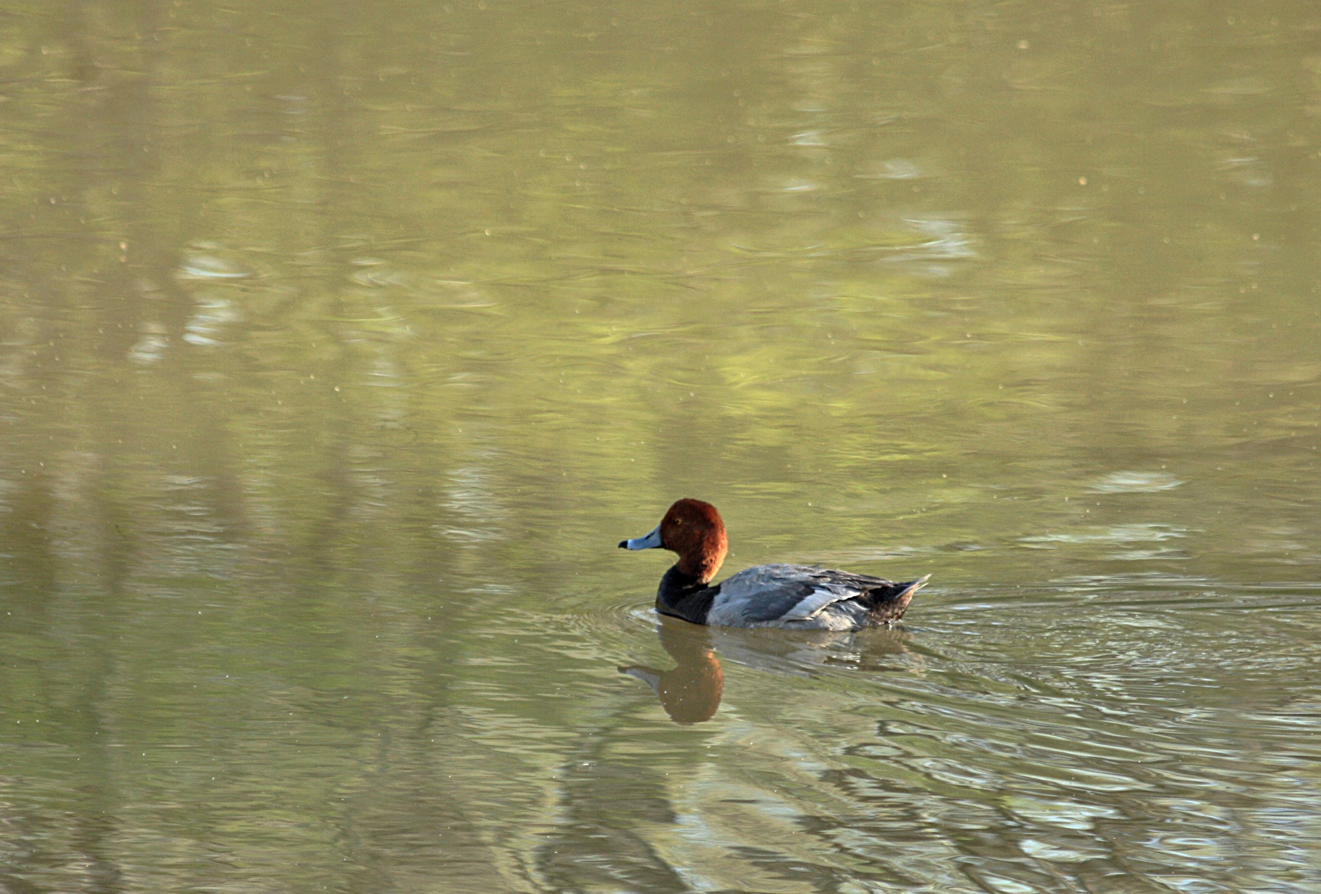 Redhead Duck In Pond