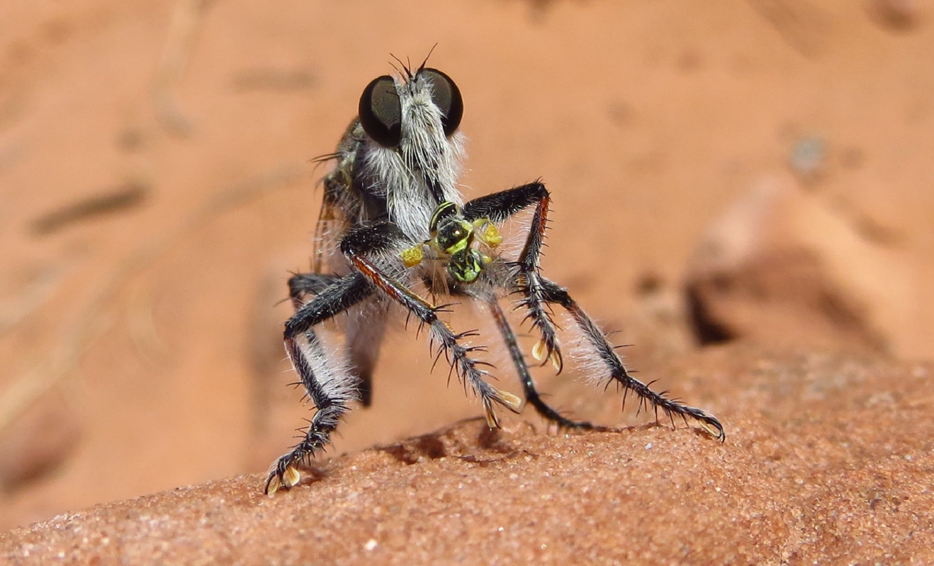 Close Up View of a Robber Fly