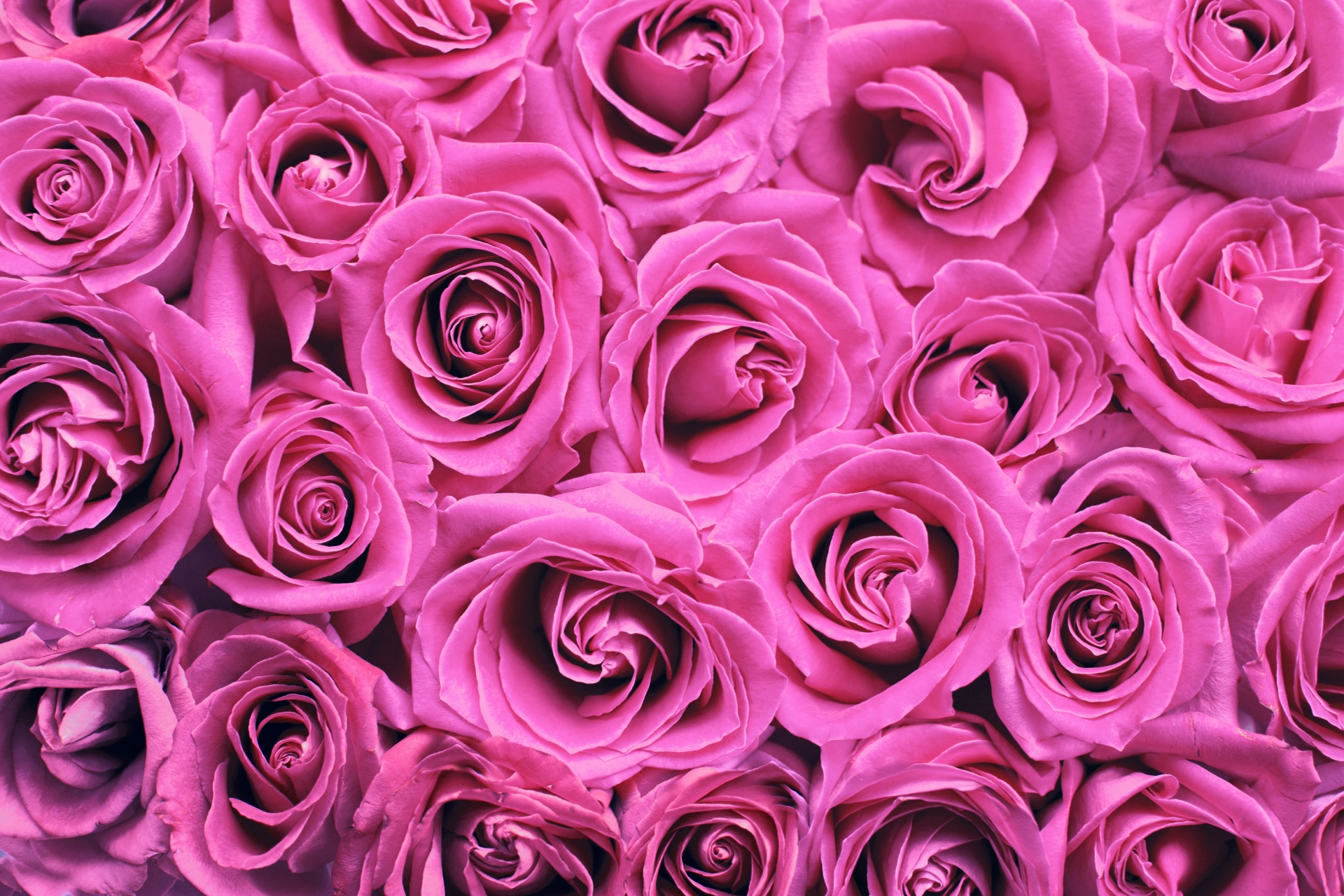 Roses Background Pink