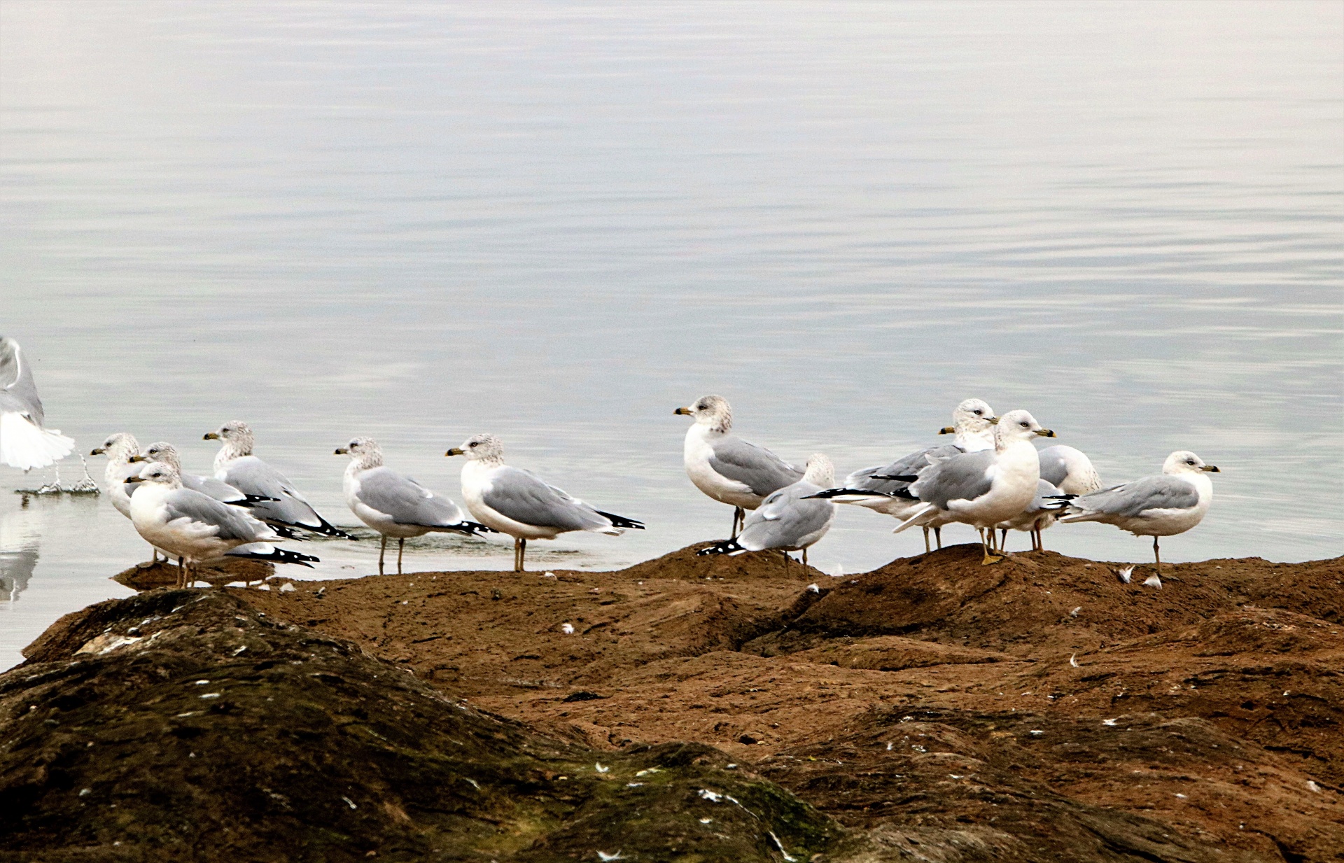 Sea Gulls At Waters Edge 2