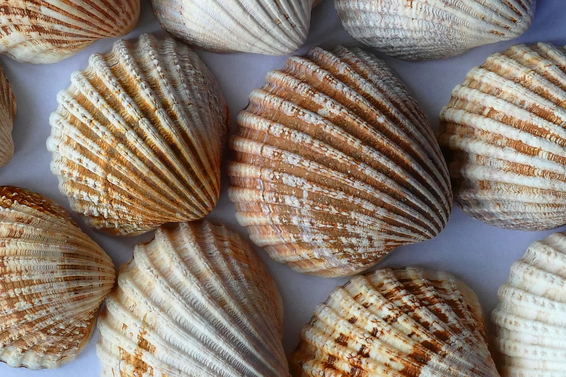Sea Shells Close Up