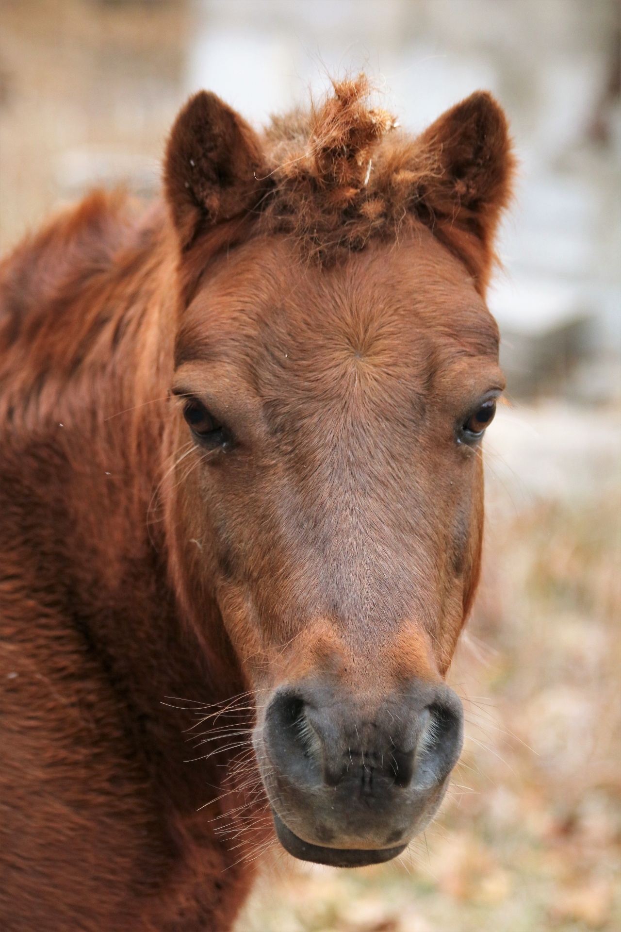 Shetland Pony Unicorn