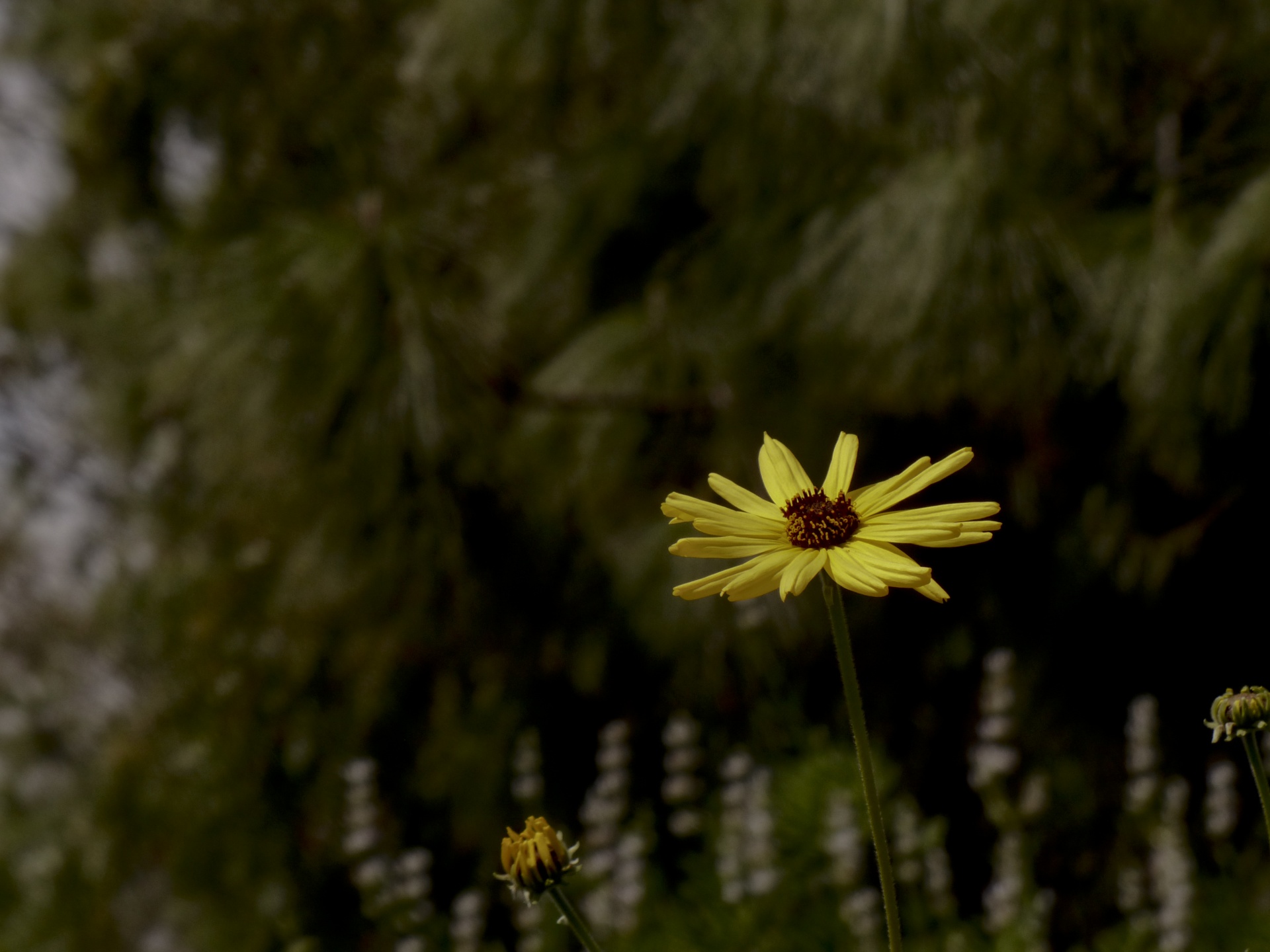 Single Yellow Daisy Wildflower