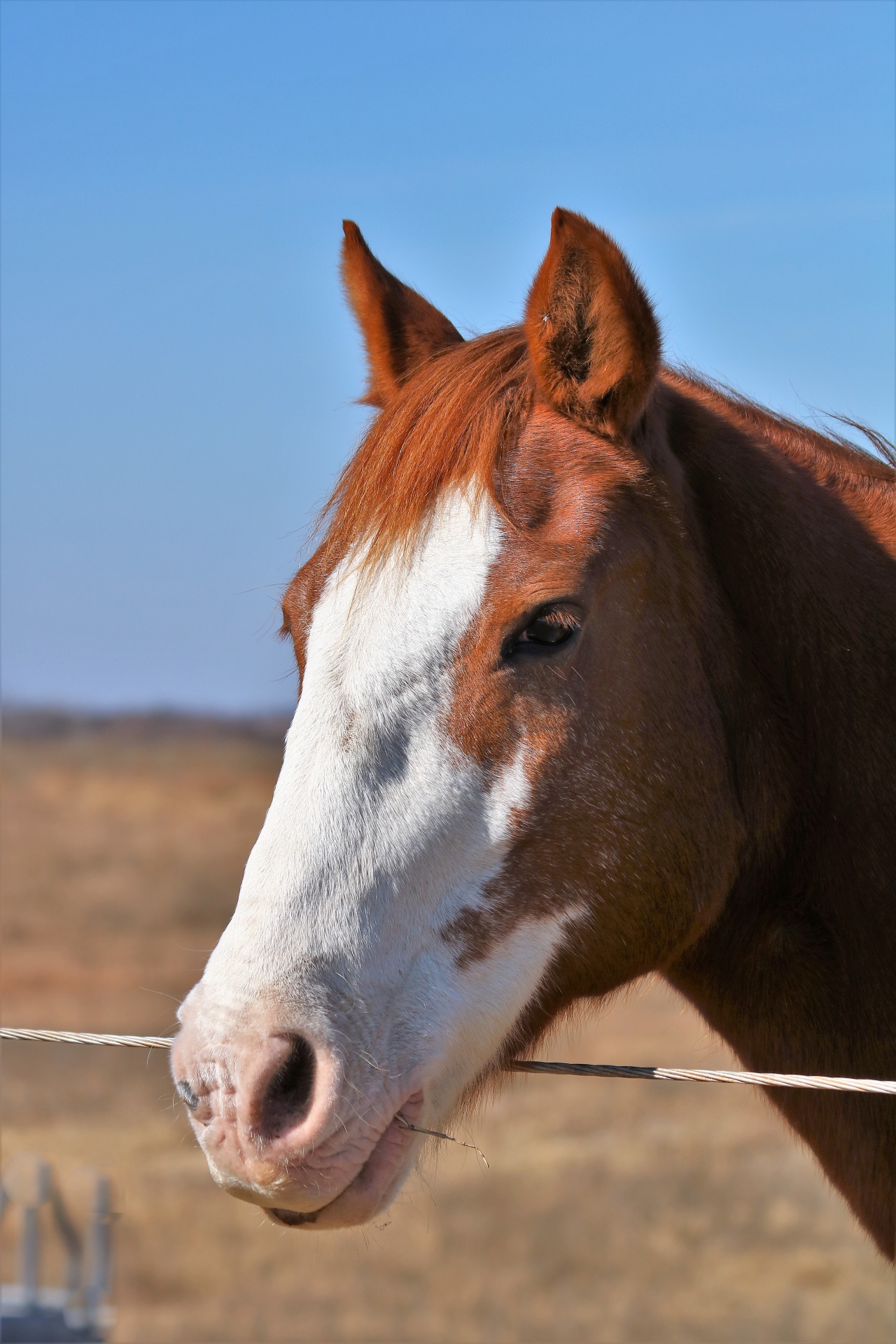 Close-up portrait of a red sorrel horse with a white face on a blue sky background.