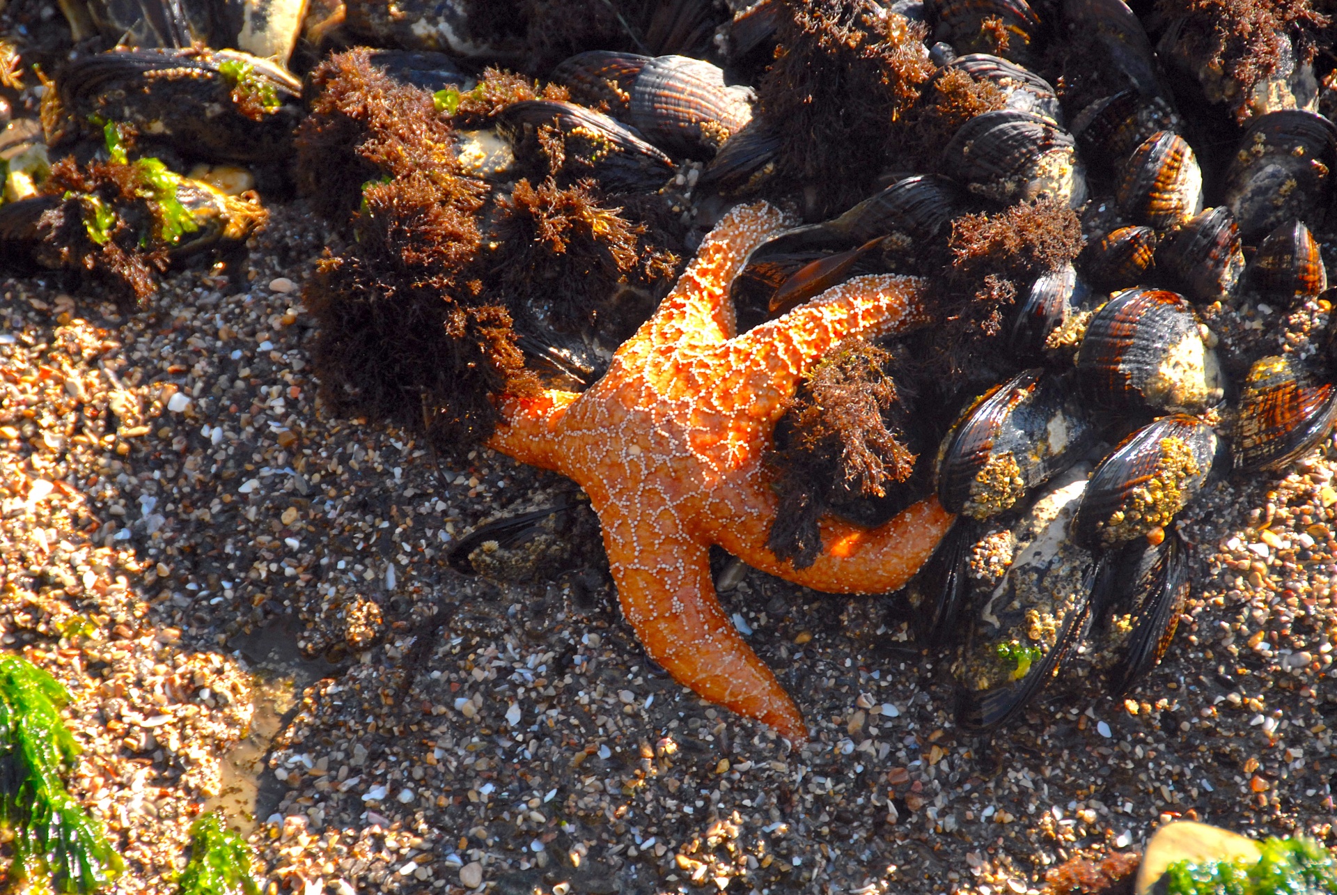 Starfish And Mussels