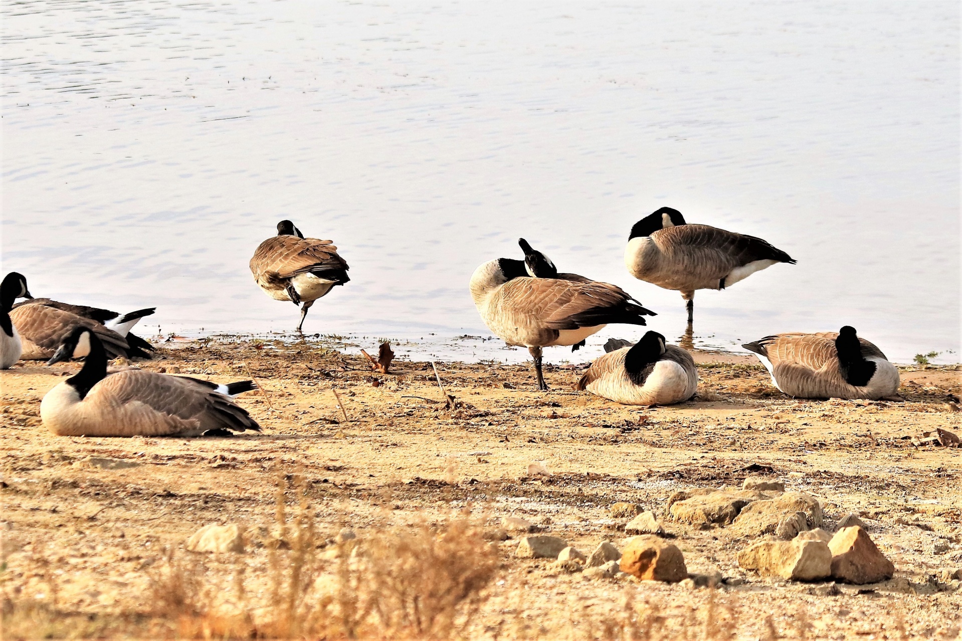 A group of Canada geese on the beach of a lake, with some lying down and three standing on one foot, looking like ballerinas.