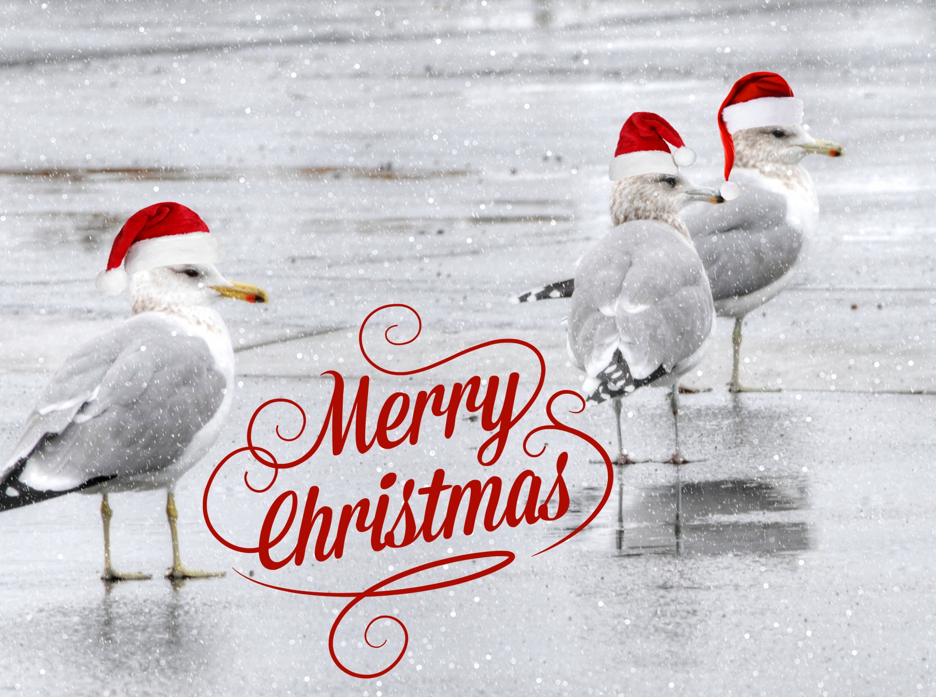 Three Christmas Gulls