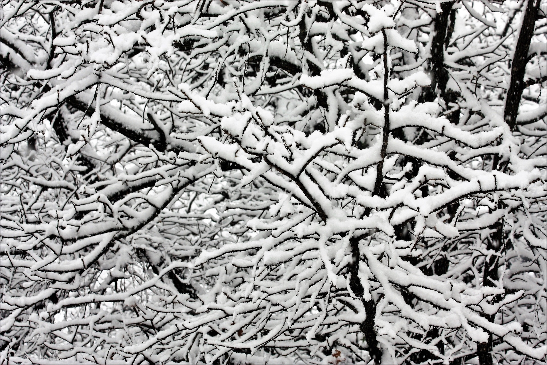 Close-up of tree branches covered in heavy snow creating a beautiful winter abstract.