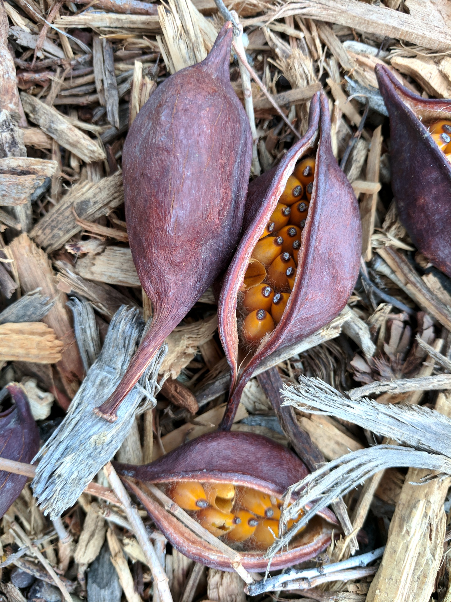 Tree Seed Pods