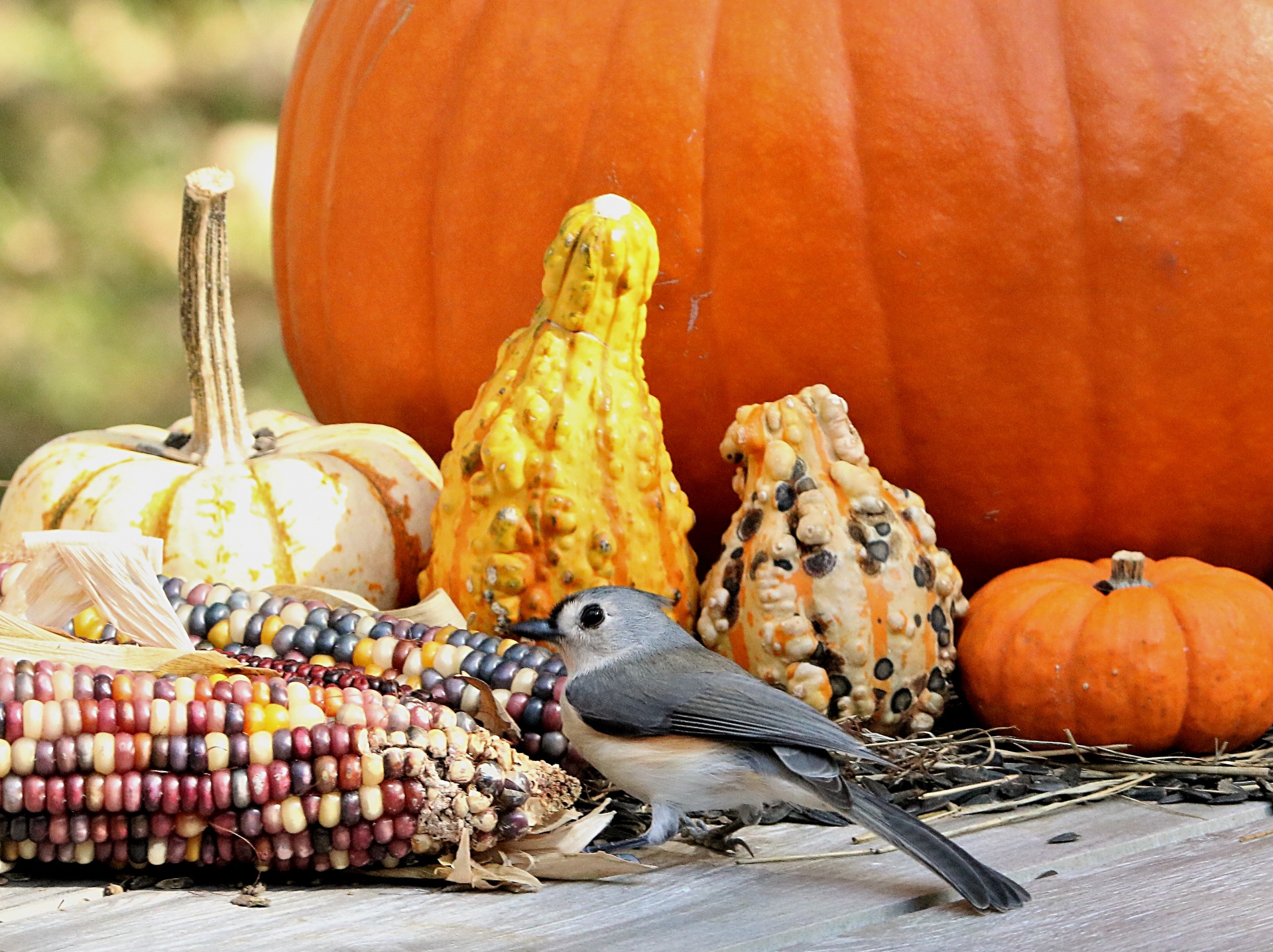 Tufted Titmouse And Fall Vegetables