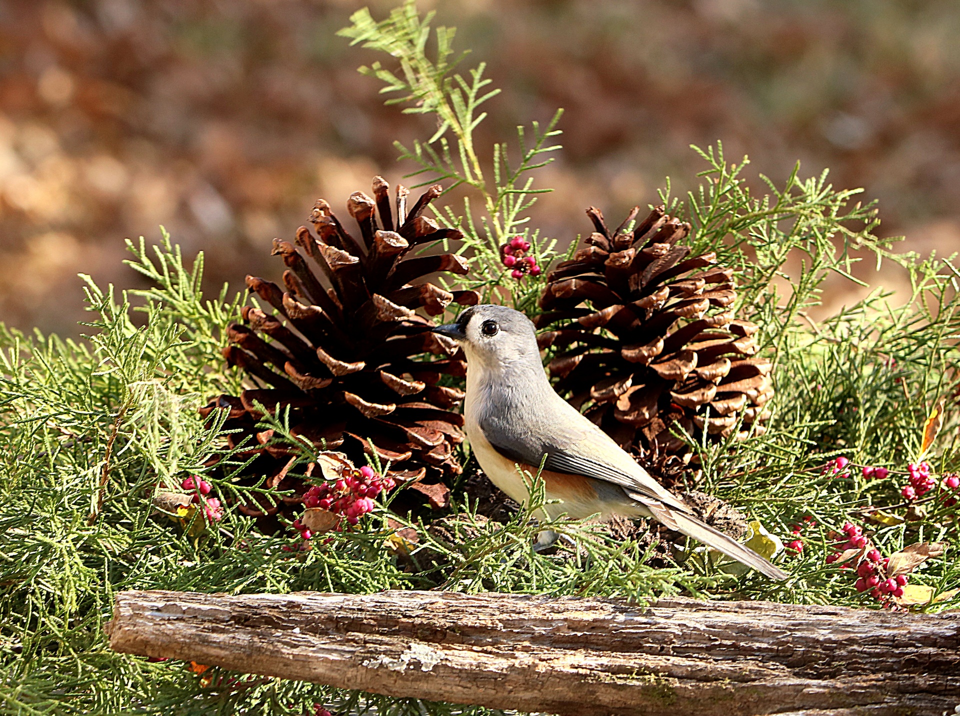 Tufted Titmouse And Pine Cones