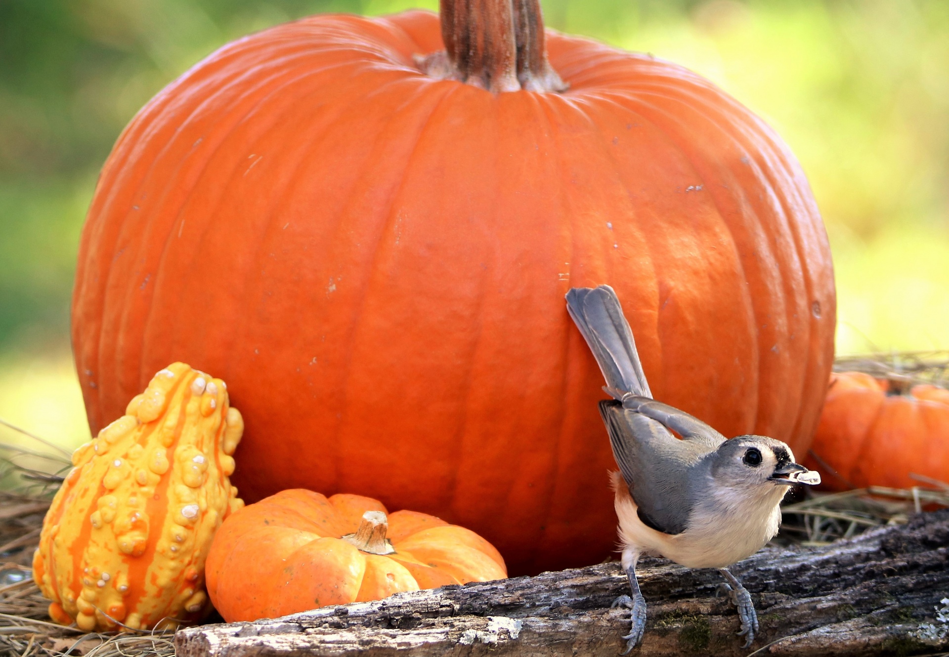 A cute little tufted titmouse bird with a sunflower seed in his beak, is standing on a tree limb that is in front of a large orange pumpkin and two smaller ones.