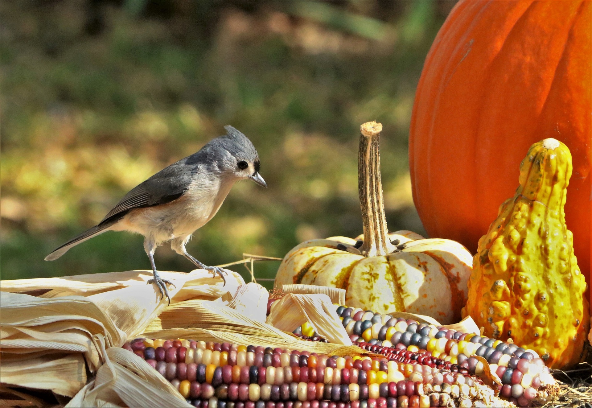 Tufted Titmouse On Indian Corn