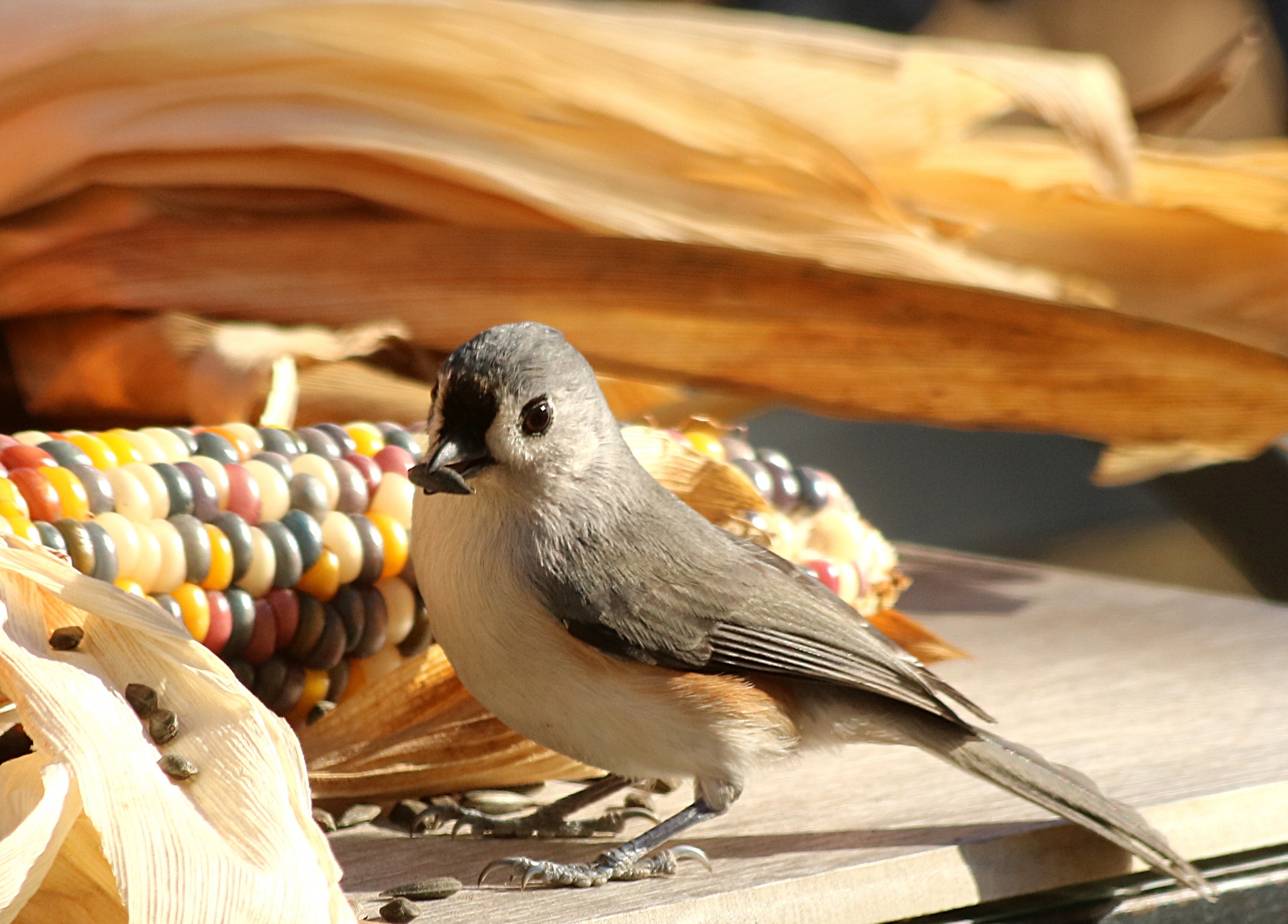 Close-up of a cute little tufted titmouse bird sitting on a table in front of Indian corn, holding a sunflower seed in its beak.