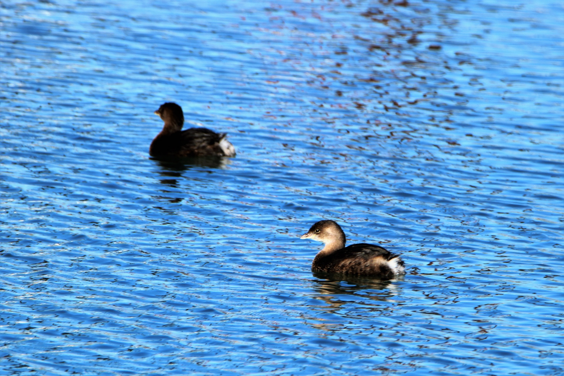 Two Pied-billed Grebe Swimming