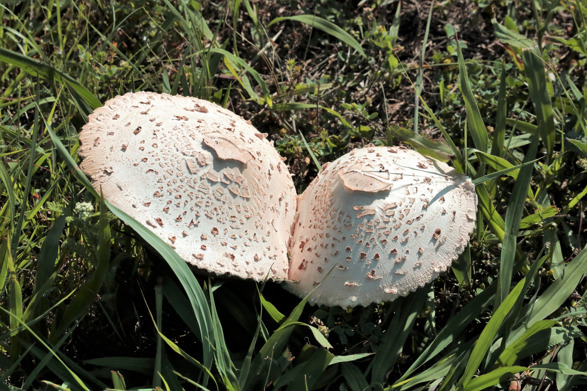 Two large white Amanita mushrooms, leaning into each other, surrounded by green grass.