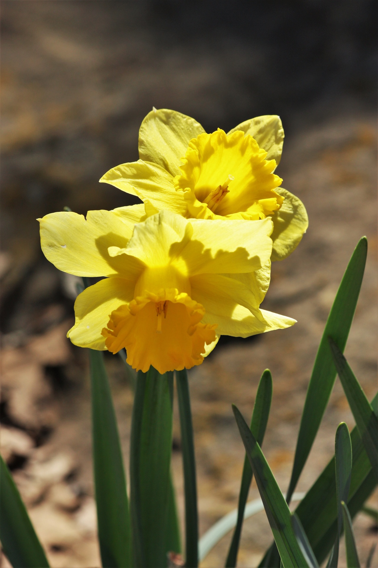 Close-up of two bright yellow daffodils with green leaves on a blurred dark background.