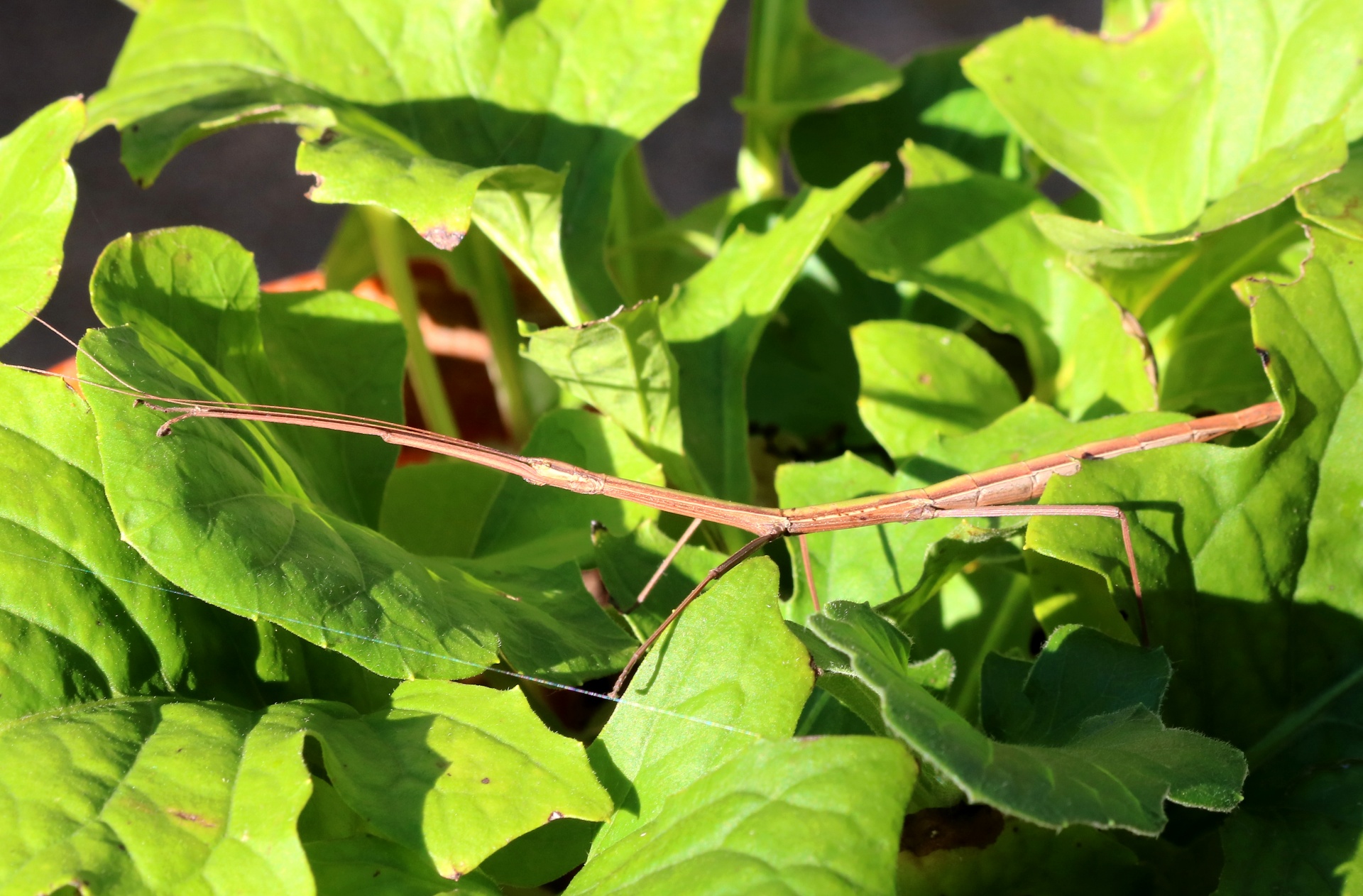 Walking Stick Insect