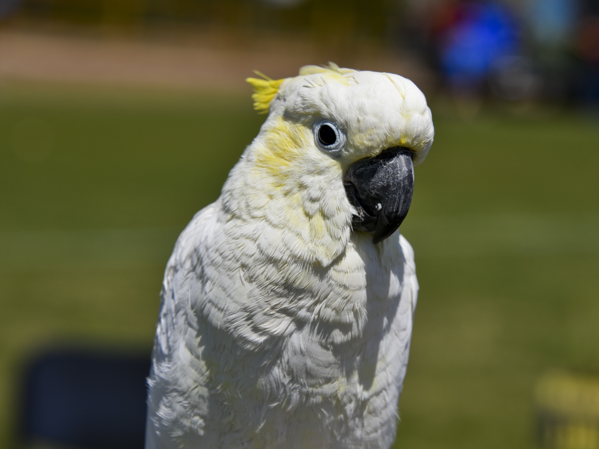 White Parrot Portrait