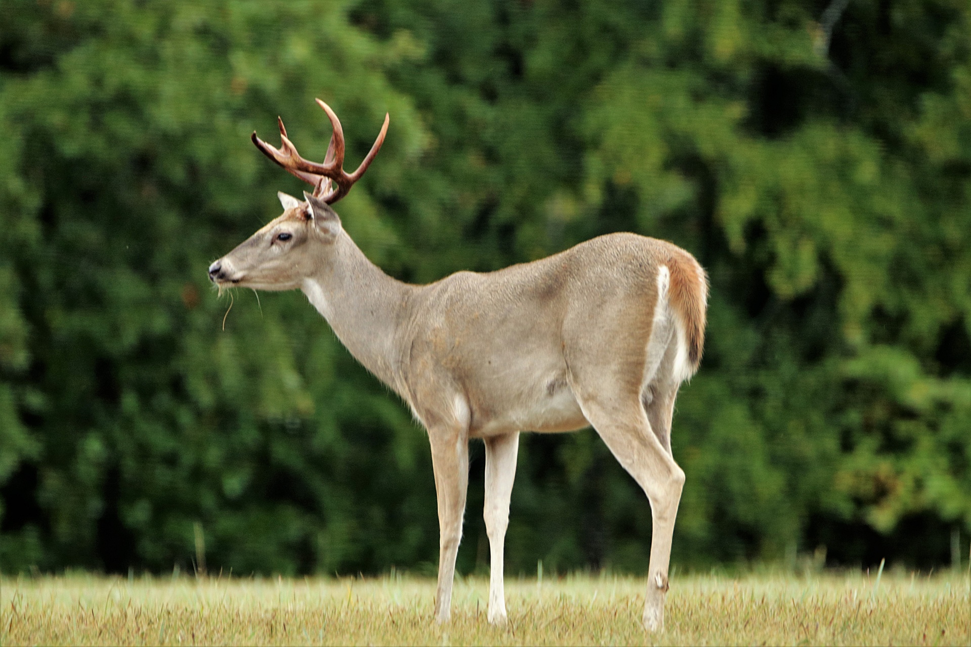 White-tail Buck Deer Close-up