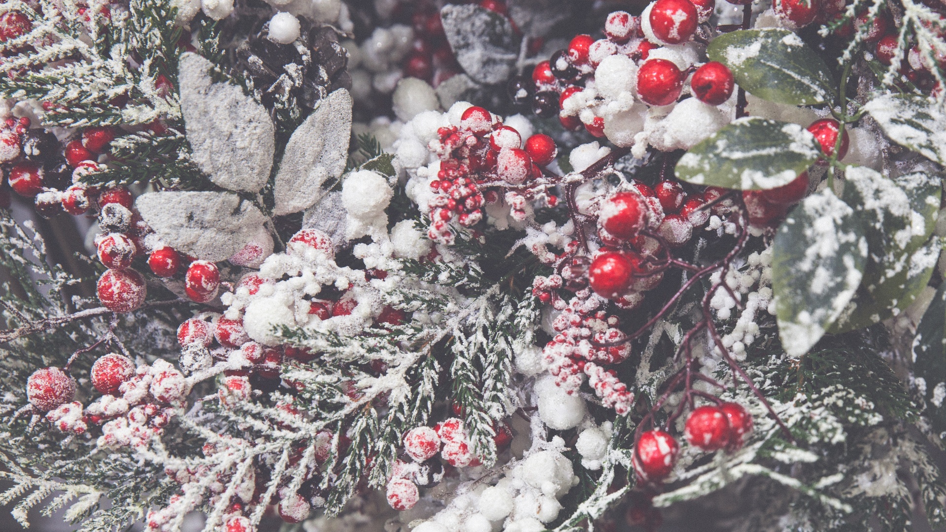 Winter Holly Background
