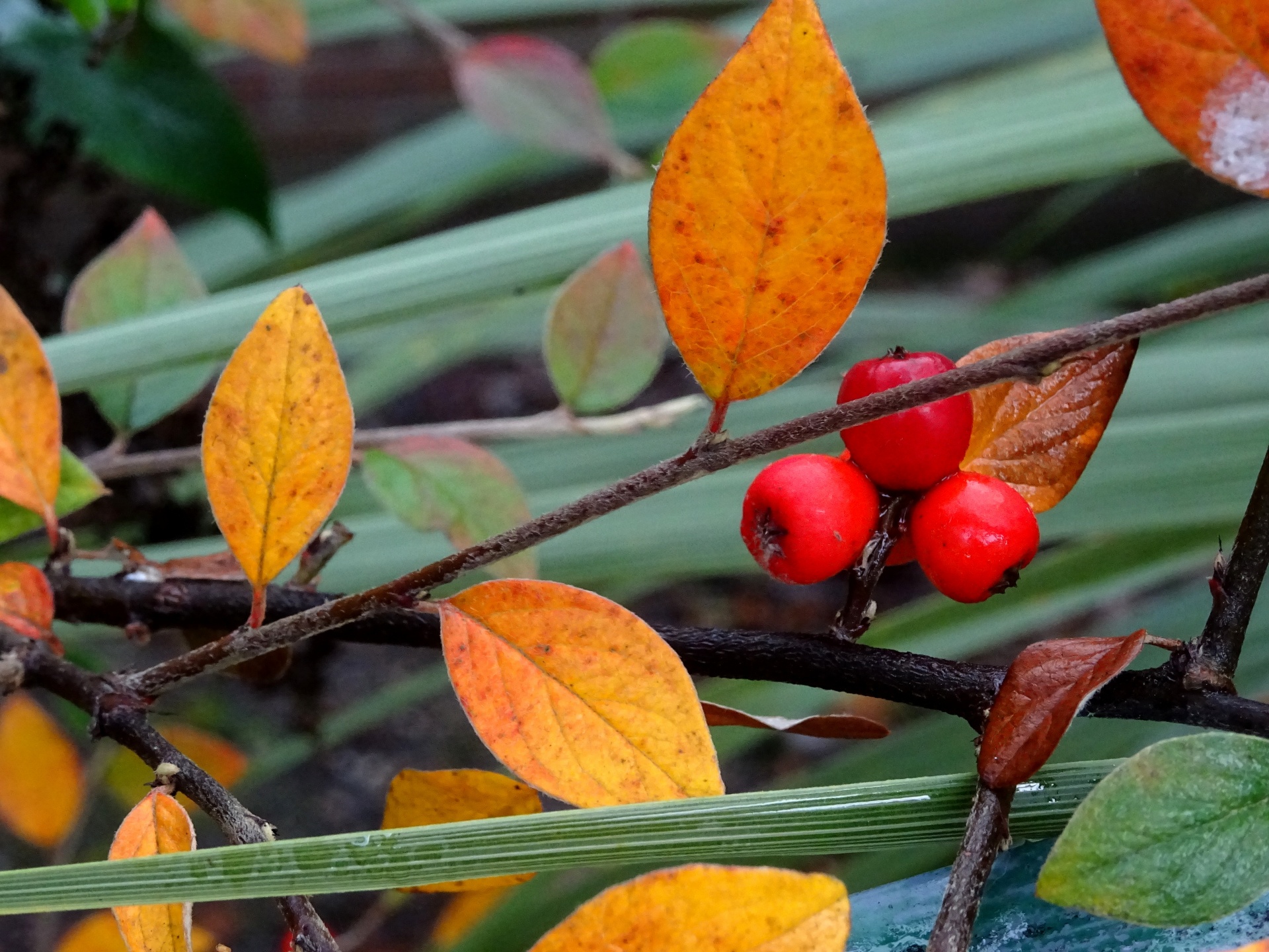 Winter Tree Branch With Red Berries Free Stock Photo - Public Domain