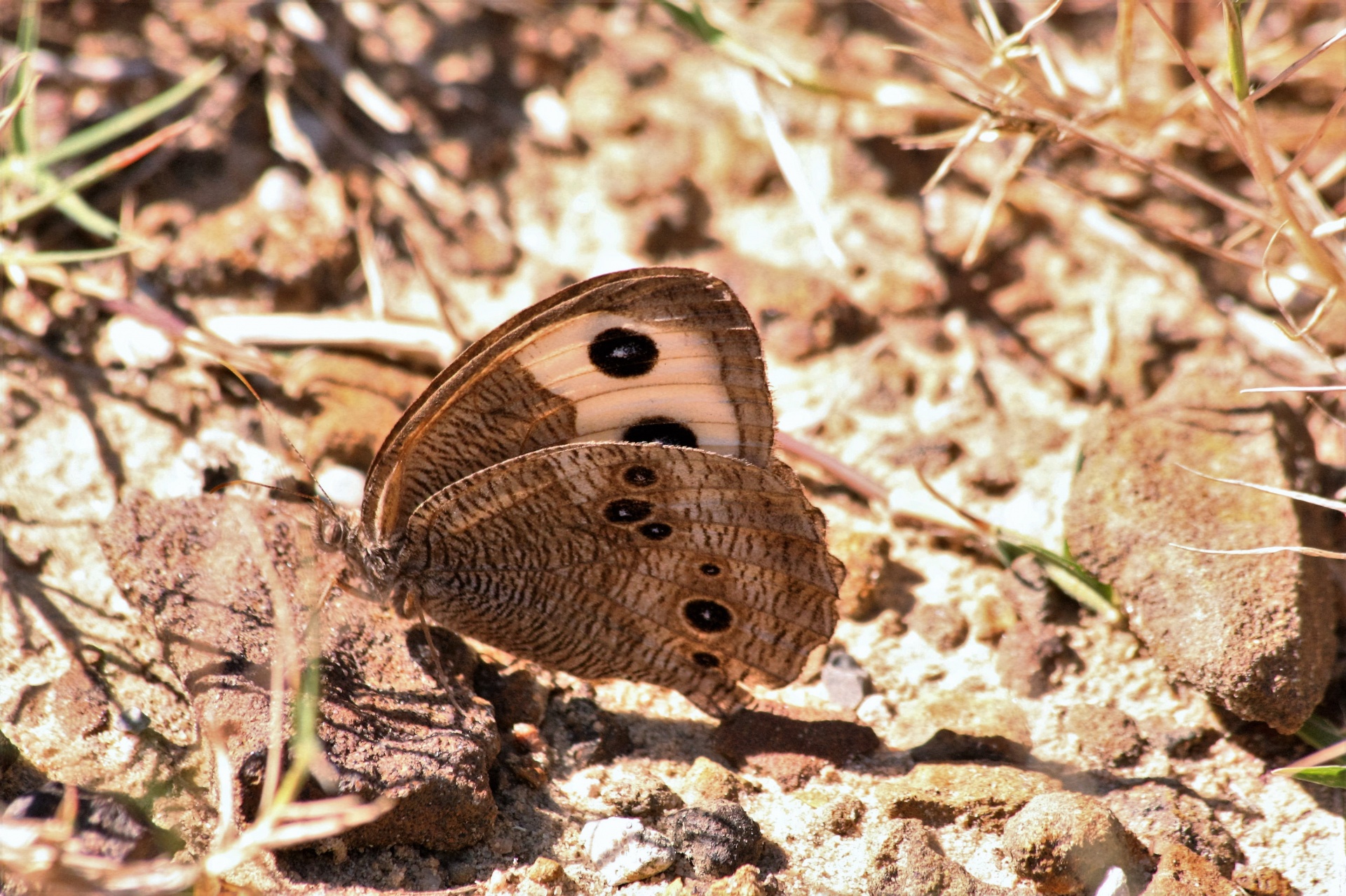 Wood Nymph Butterfly On Ground
