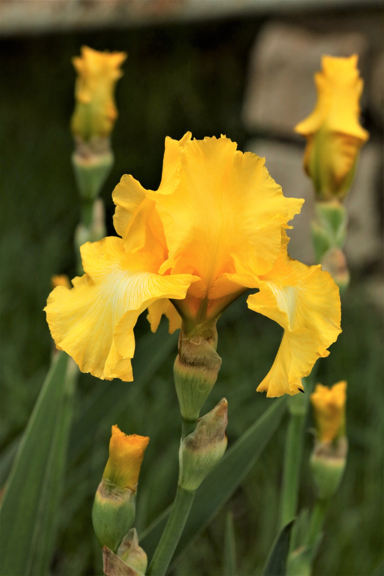 Close-up of a bright yellow bearded iris flower surrounded by little yellow buds and green sword-like leaves.