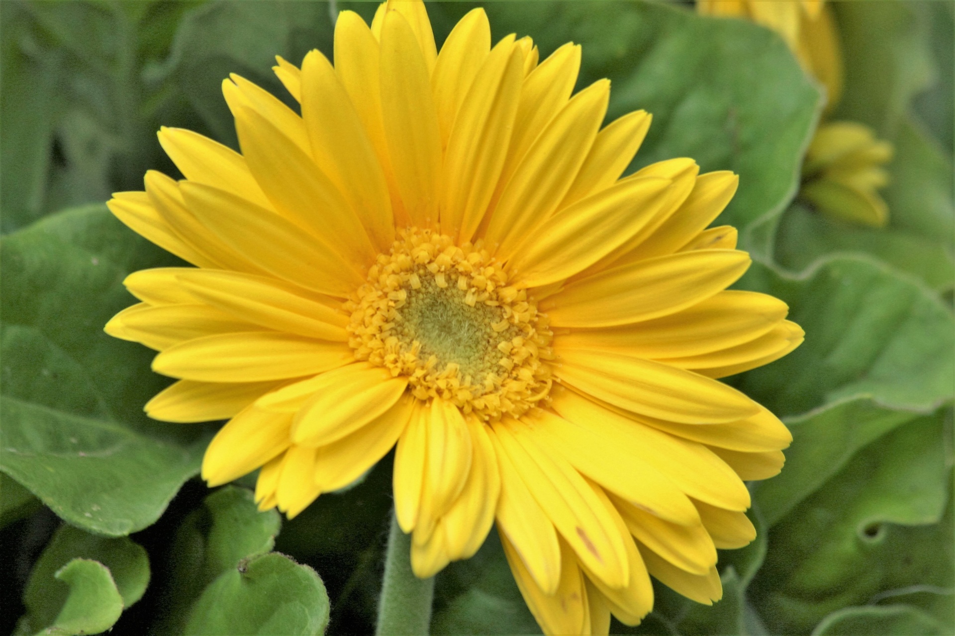 Yellow Gerber Daisy Close-Up