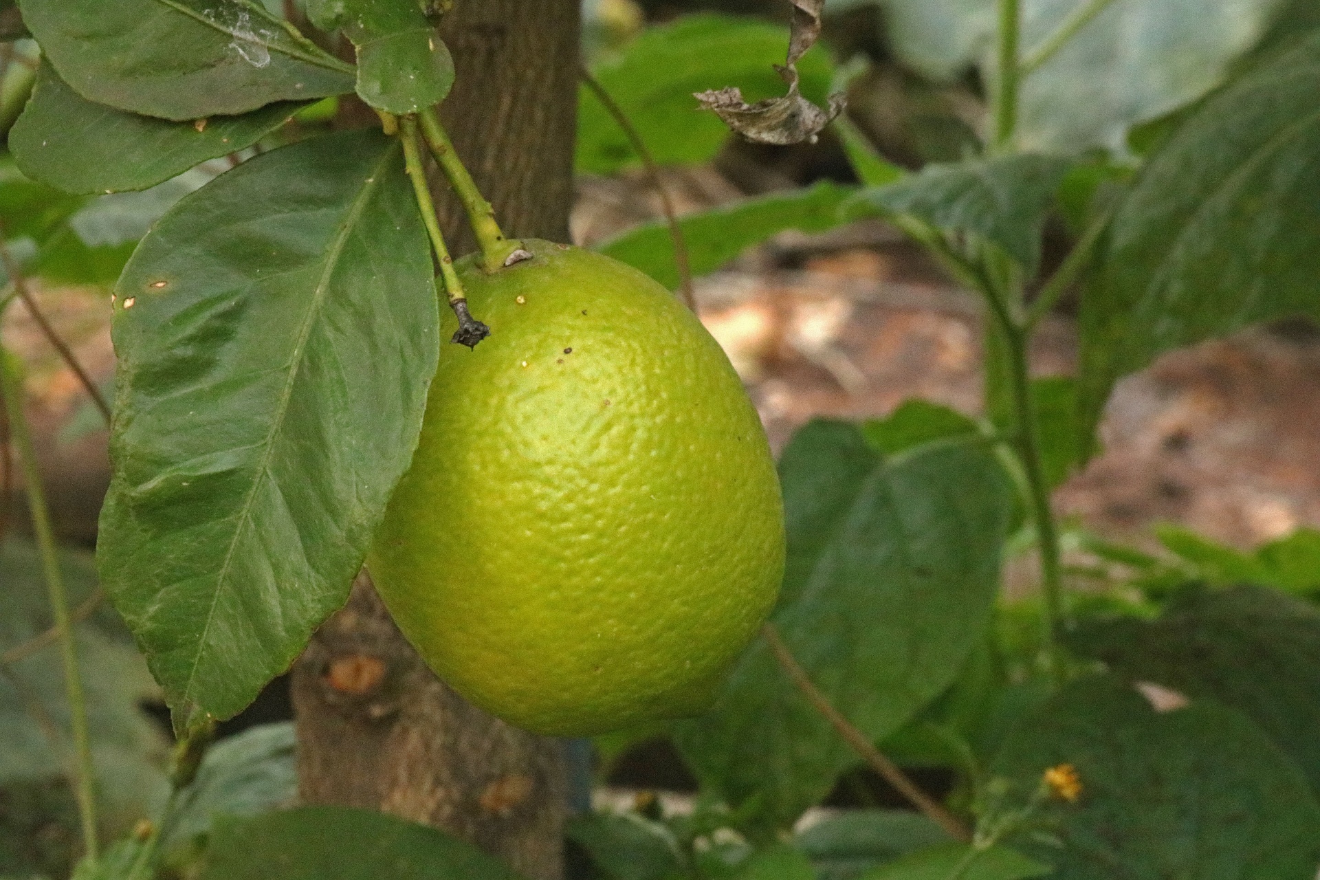 Yellowing Lemon On A Tree