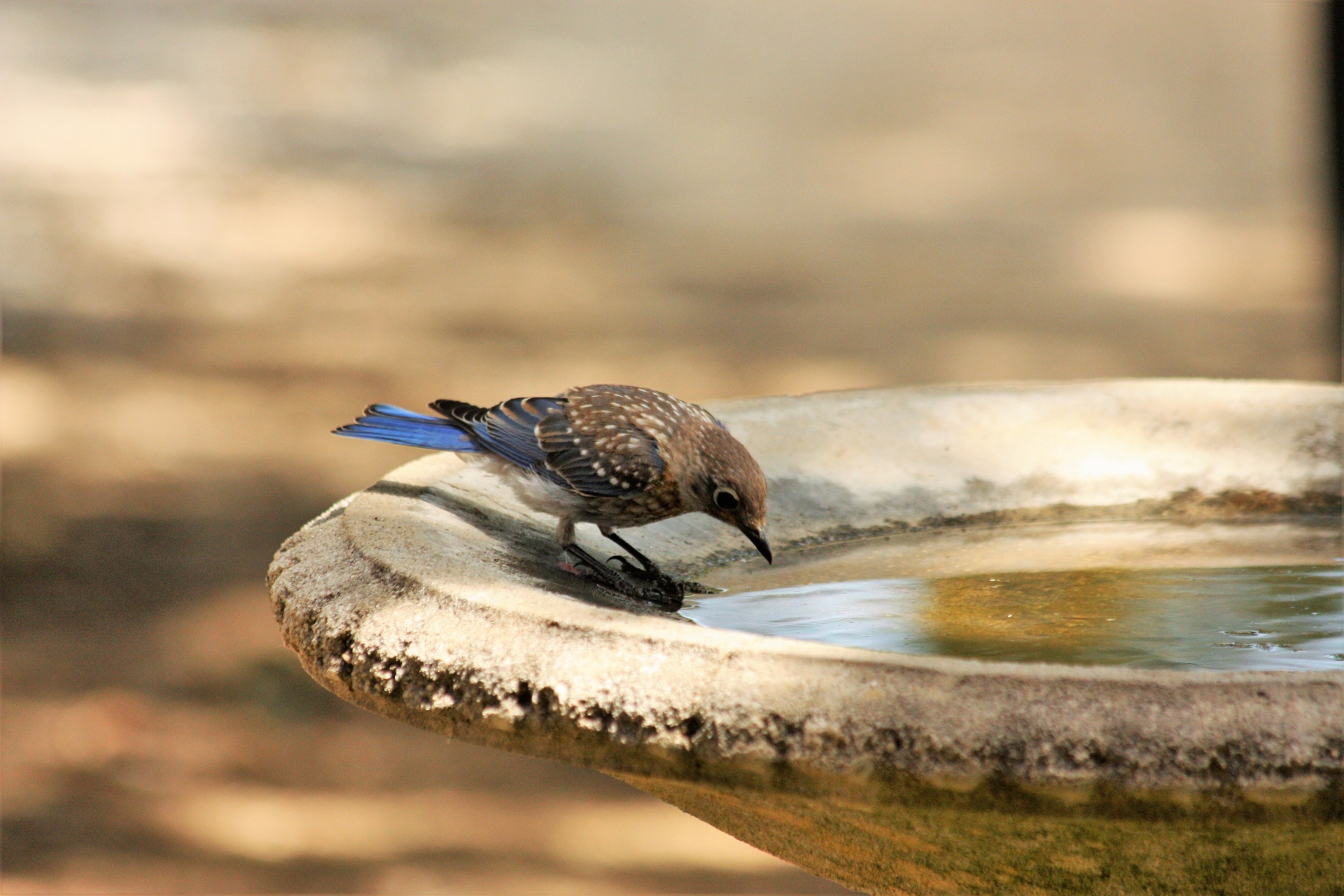 Young Blue Jay At Birdbath