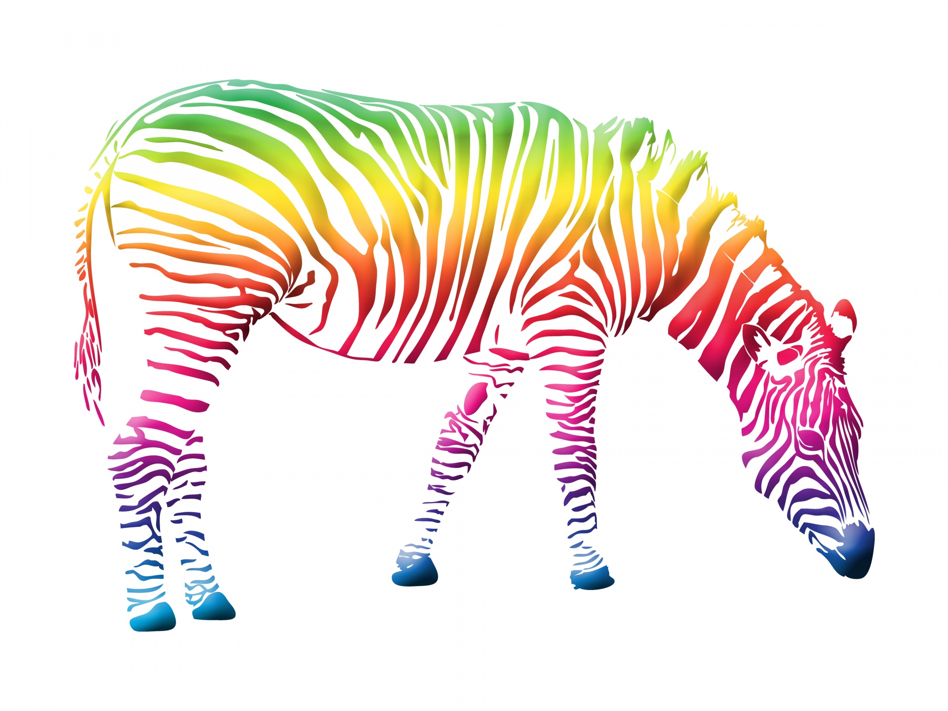 Zebra Colorful Clipart