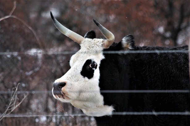 Toro blanco y negro en invierno Stock de Foto gratis - Public Domain  Pictures