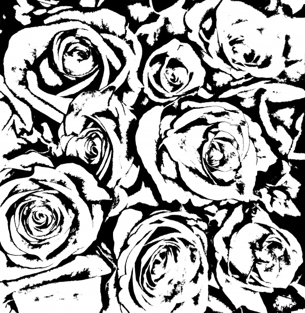 Černobílé kreslené růže Stock Fotka zdarma - Public Domain Pictures