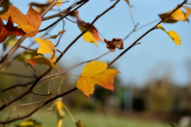 Rami e foglie morte Immagine gratis - Public Domain Pictures