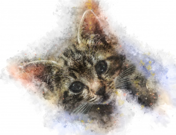 Acuarela de gato Stock de Foto gratis - Public Domain Pictures