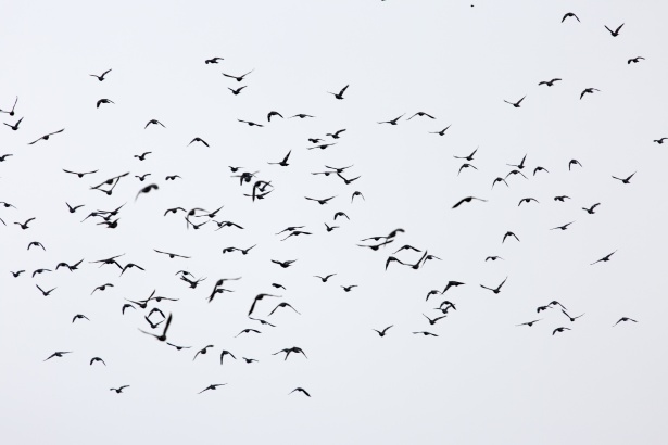 Flock Of Birds Free Stock Photo - Public Domain Pictures