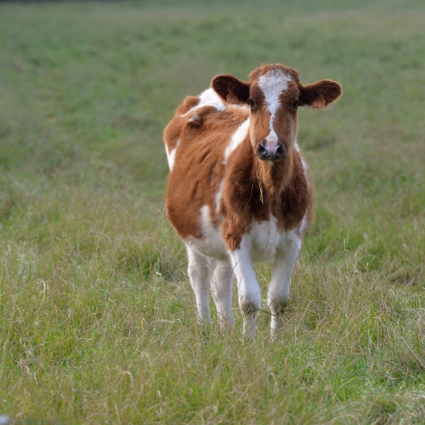 Mladá kráva na louce Stock Fotka zdarma - Public Domain Pictures