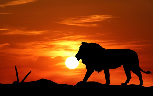 Lion coucher de soleil Silhouette Photo stock libre - Public Domain Pictures