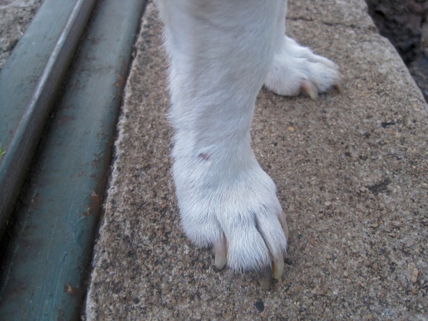 Nails On Foot Of White Jack Russell Free Stock Photo - Public Domain  Pictures